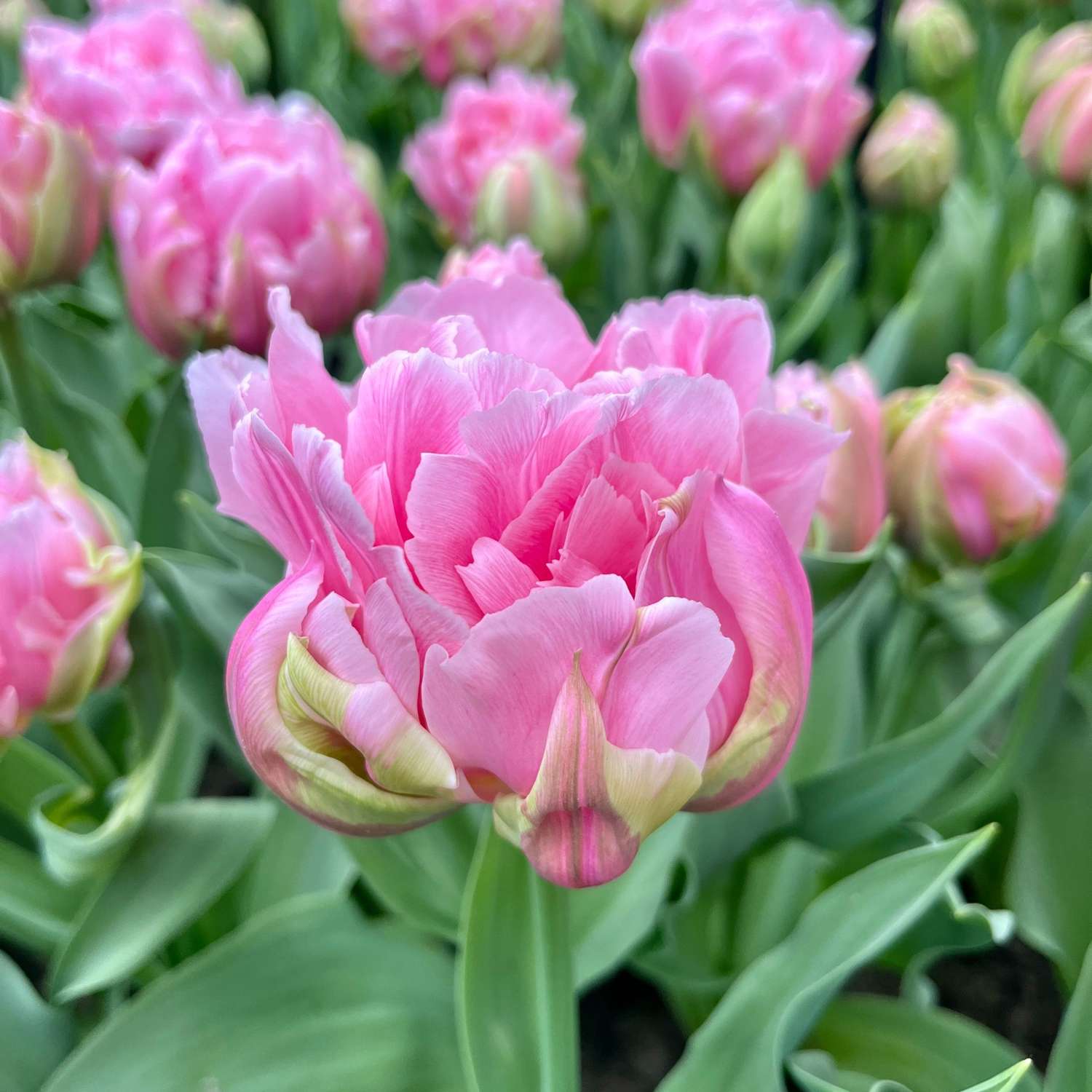 Tulppaani 'Amorosa'